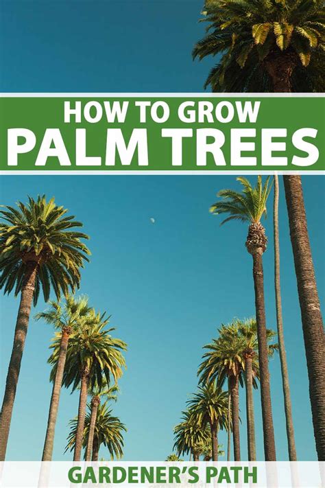 How To Grow And Care For Palm Trees Gardeners Path