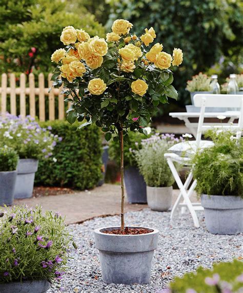 Sunny Knockout Rose Trees For Sale The Tree Center