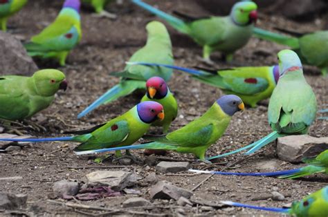 Plum Headed Parakeets A Photo On Flickriver