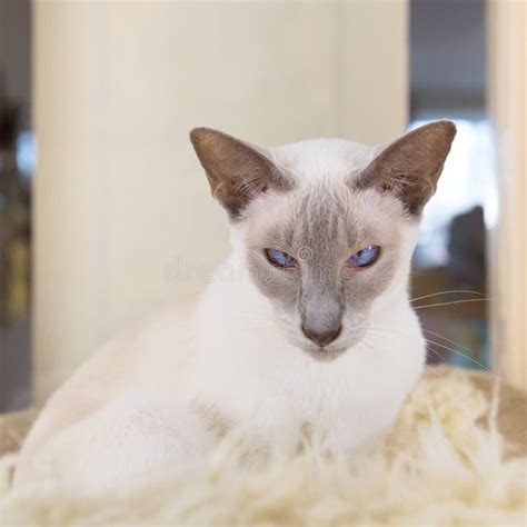 Lilac Point Siamese Cat Stock Photo Image Of Point Laying 92009096
