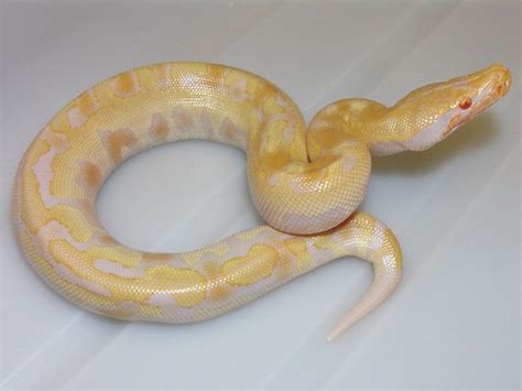 Baby Vpi Orange T Albino Red Blood Python Vida Preciosa