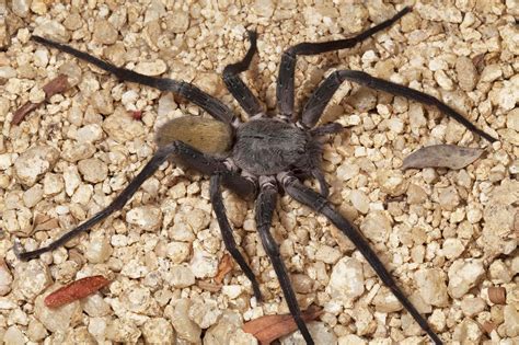 Softball Sized Spider Species Discovered In Baja California Caves