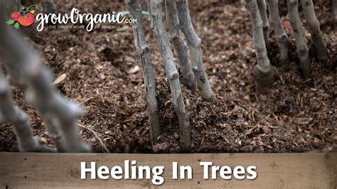 • spraying, pruning, and harvesting can be performed from the safety of the ground. How to Heel In Bare Root Fruit Trees Before Planting - YouTube
