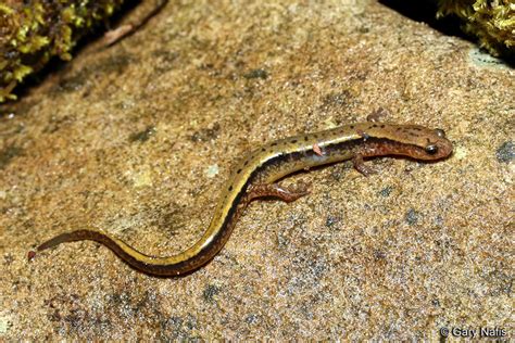 Southern Two Lined Salamander Eurycea Cirrigera