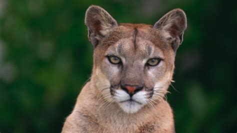 Cougar Sighted At Camosun College In Victoria British Columbia Cbc News