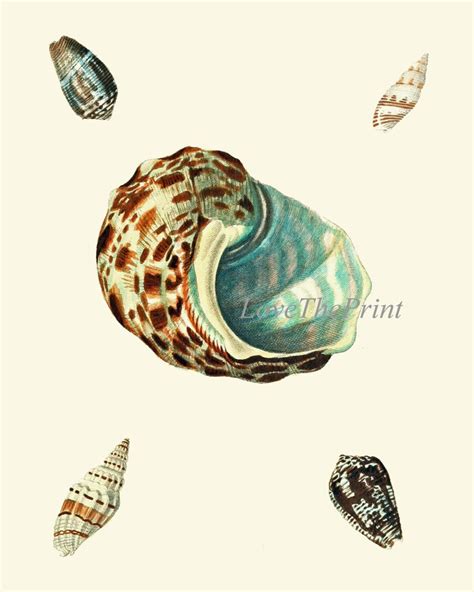 Sea Shell Print Set Of 4 Prints Beautiful Antique Seashells Etsy