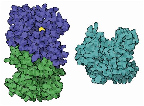 Luciferase is a generic term for the class of oxidative enzymes that produce bioluminescence, and is usually distinguished from a photoprotein. PDB-101: Molecule of the Month: Luciferase