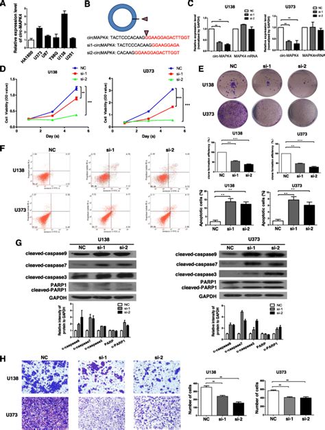 Circ Mapk Behaved As An Oncogene In Glioma Cells A Circ Mapk Is