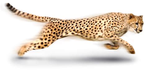 Cheetah Icon Png | PNG Images Download | Cheetah Icon Png pictures Download | Cheetah Icon Png ...