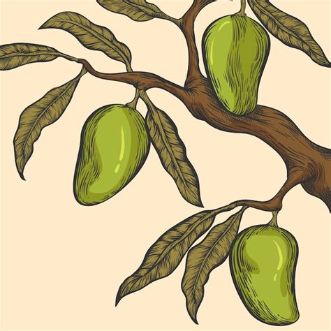 Rama de árbol de mango botánico dibujado a mano Vector Gratis