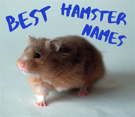 Best Hamster Names Pethelpful