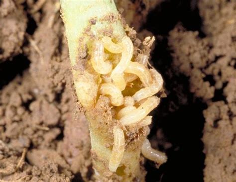 Maggots are a gross, nasty fact of life. Seedcorn Maggots | Entomology