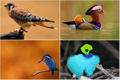 10 Beautiful Birds In The World Freeyork
