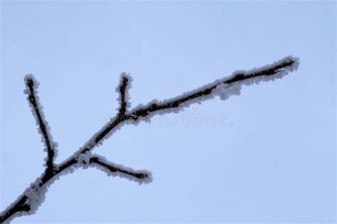 A Branch Of A Tree Covered With Hoarfrost Against A Blue Sky Winter