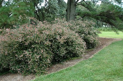 Glossy Abelia Abelia X Grandiflora At Hicks Nurseries Landscape