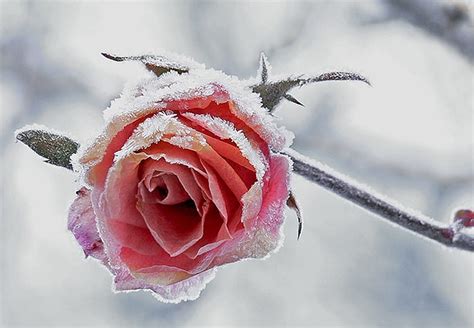 720p Free Download Winter Rose Snow Rose Flower Roses Winter Hd