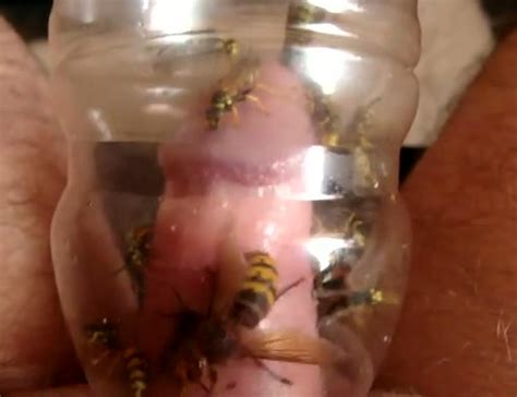 Diy Yellow Jacket Wasp Trap Sexiezpix Web Porn