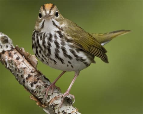 North Carolina Mountain Birds Ovenbird