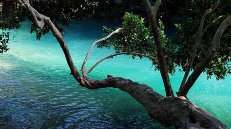 Tree Branch Over Water High Definition Wallpapers Hd Wallpapers