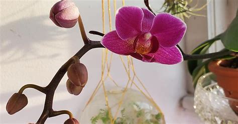 Purple Phal Orchid Album On Imgur