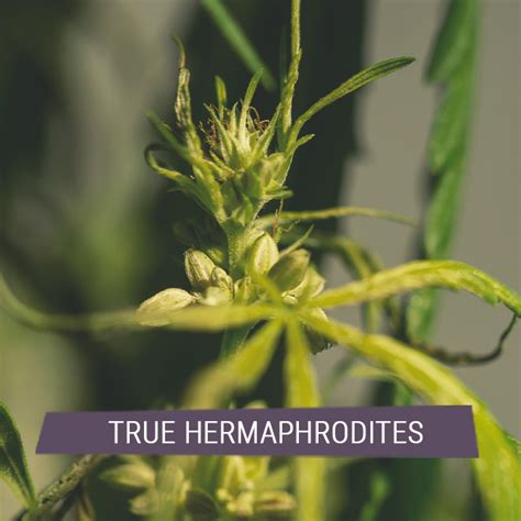 Comprendre Le Cannabis Mâle Femelle Et Hermaphrodite Rqs Blog