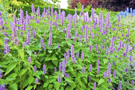 Hyssop The Biblical Cleansing Herb