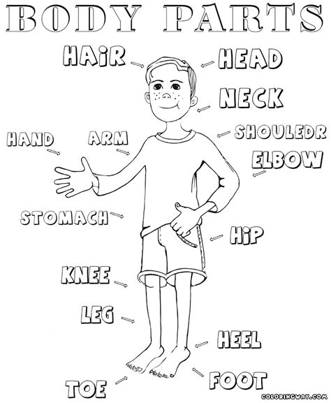 Human body parts song anatomy lesson youtube. Body Parts Coloring Pages For Preschool at GetColorings ...