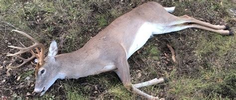 Action, thriller, belgium, france, ireland, webrip, 1080, indonesia, 2020. Proper Deer Harvest Rate a Must for Success