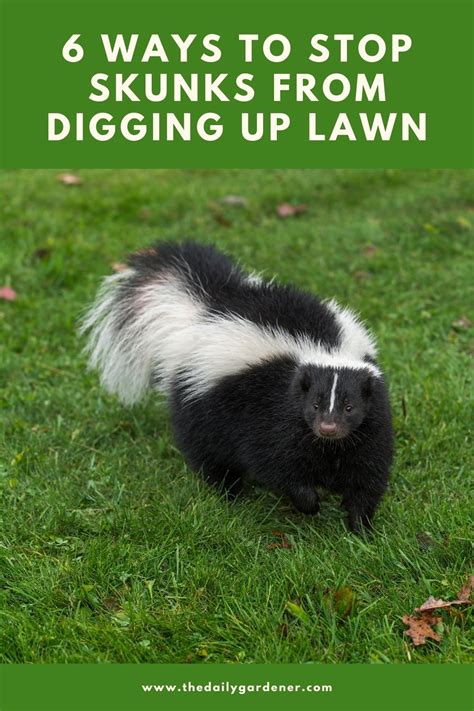 Ways To Stop Skunks From Digging Up Lawn