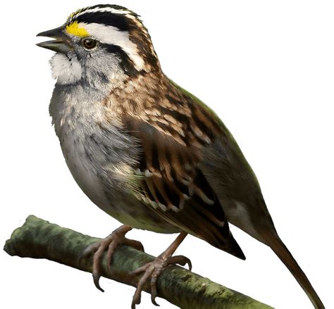 Sparrow Bird Png Transparent Images Pictures Photos P