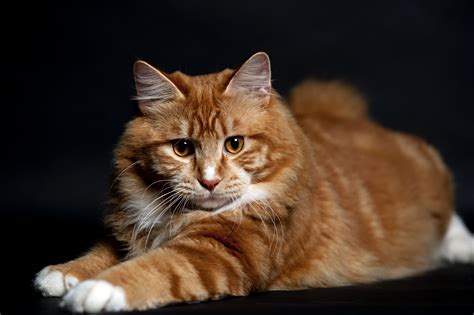 The Cutest Ginger Large Domestic Cat Breeds Animals And Pets Cute