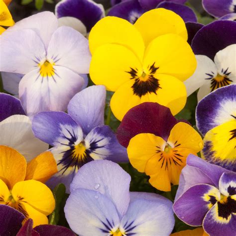 Pansy Seeds Velvet Pansy Flower Seed Mix Pansies Flowers Flower