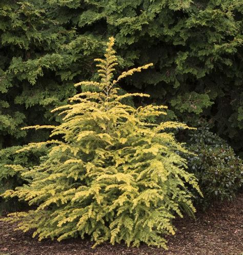 A wide variety of arborvitae options are available to you 17 Best images about Shrubs on Pinterest | Compact, Shrubs ...