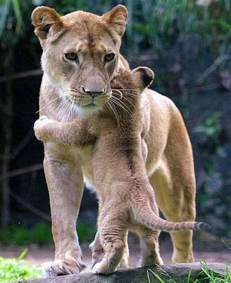 This Lion Cub Hugging Their Mom Raww