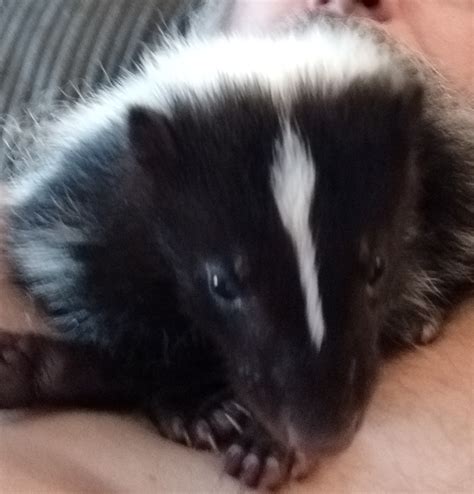 Nw England Male Skunk Kit Reptile Forums