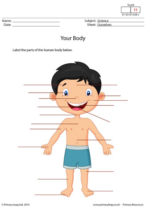 Trace the numbers and color the chicks, we share with you the following educational worksheet number tracing sheets. Your Body