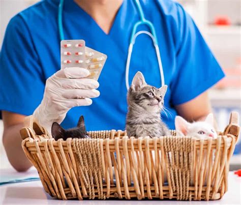 Amoxicillin For Cats 3 Best Uses Revealed
