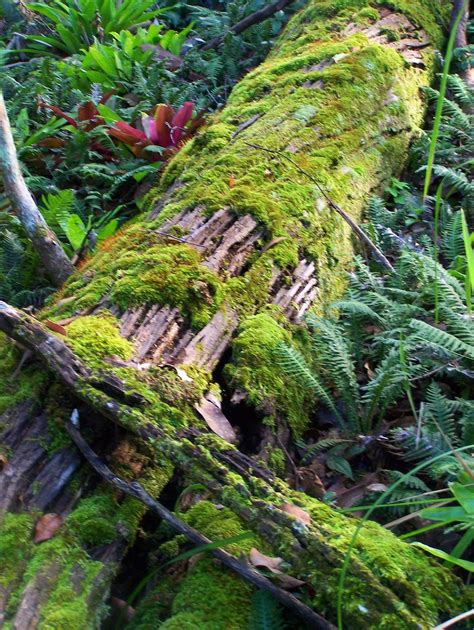 Moss Covered Log In The Bromeliads Forest Lush Green Envir Flickr