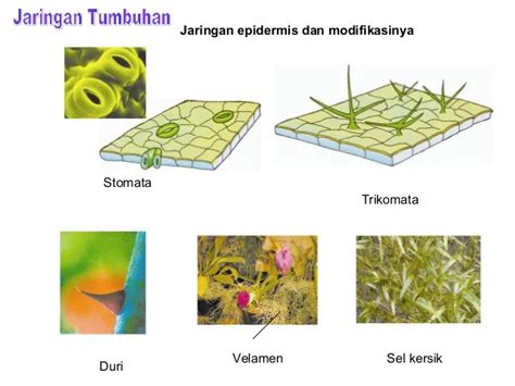 Detail Gambar Derivat Epidermis Koleksi Nomer 20