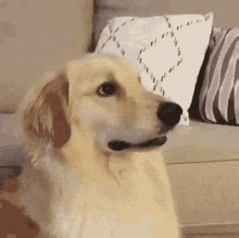 Golden retriever attack (sound on). Dog Smile GIFs | Tenor