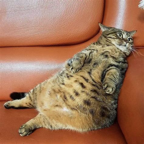 Cat Obesity Causes How To Tell If Your Cat Is Overweight CatTime Cute Cat Memes Cats