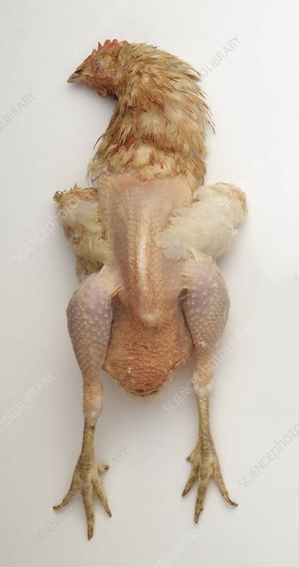 Partially Plucked Chicken Carcass Stock Image C0517638 Science