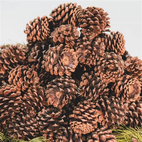 Vanilla Pine Cones In Bulk Pine Cones Direct