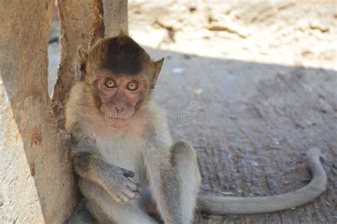Monkey Looking At The Camera Stock Photo Image Of Wildlife Mammal