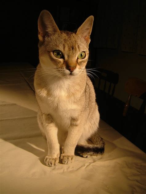 The singapura is one of the smallest breeds of cats, noted for its large eyes and ears, brown ticked coat, and blunt tail. Singapura cat - Wikipedia