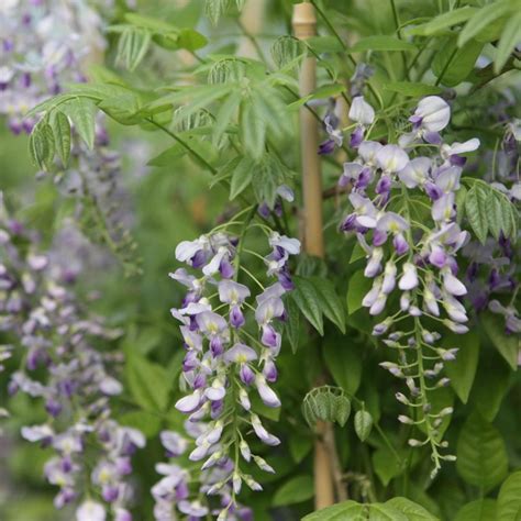 wisteria sinensis prolific acheter des plantes sur coolplants