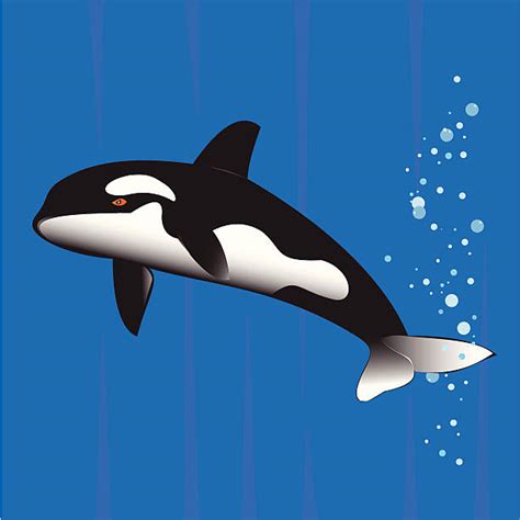 Orca Whale Cartoon Illustrations Royalty Free Vector Graphics And Clip