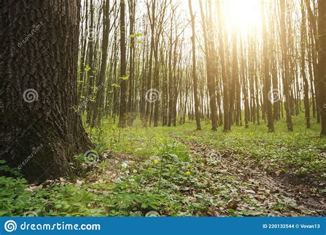 A Panorama Spring Forest Trees Nature Green Wood Sunlight Backgrounds