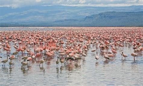 Spectacular 4 Days Masai Mara Lake Nakuru Camping Safari