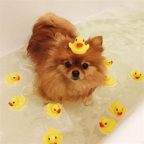 15 Funny Pomeranians Who Will Make You Smile Page 2 Of 3 Petpress